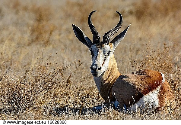 Springbock (Antidorcas marsupialis). Zentral Kalahari Wildreservat. Botswana.