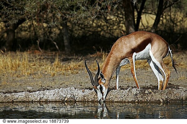 Springbock (Antidorcas marsupialis)  Zentral Kalahari Wildschutzgebiet  Botswana  Botsuana  Springbock  Afrika
