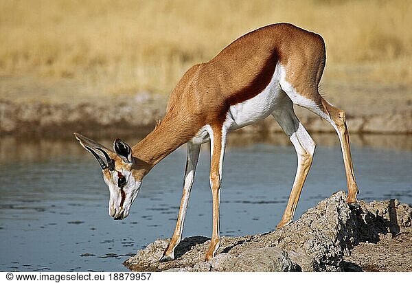 Springbock (Antidorcas marsupialis)  Zentral Kalahari Wildschutzgebiet  Botswana  Botsuana  Springbock  Afrika