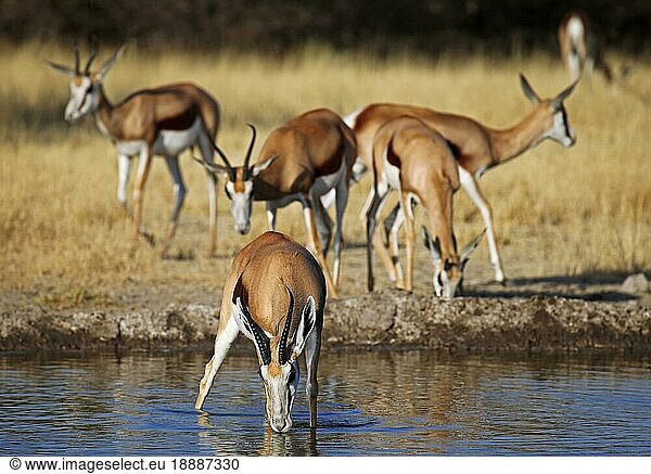 Springbock (Antidorcas marsupialis)  Zentral Kalahari Wildschutzgebiet  Botswana  Botsuana  Springbock  Afrika
