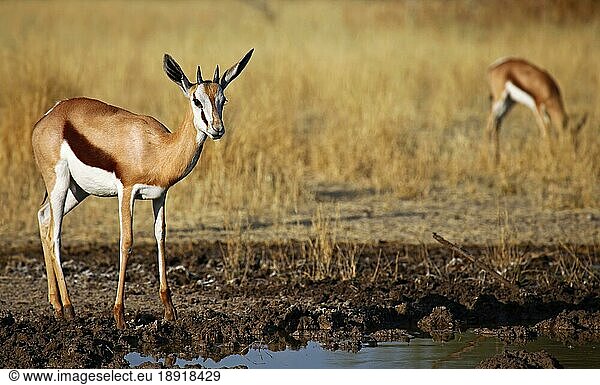 Springbock (Antidorcas marsupialis)  Zentral Kalahari Wildschutzgebiet  Botswana  Botsuana  Springbock  Afrika