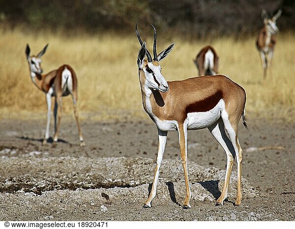 Springbock (Antidorcas marsupialis)  Zentral Kalahari Wildschutzgebiet  Botswana  Botsuana  Springbock  Afrika