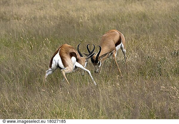 Springbock  Springböcke  Springböcke  Antilopen  Huftiere  Paarhufer  Säugetiere  Tiere  two springbok fighting  Botswana  Afrika
