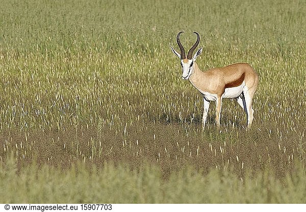 Springbok (Antidorcas marsupialis)  adult male  standing in the high grass  motionless  Kgalagadi Transfrontier Park  Northern Cape  South Africa  Africa.