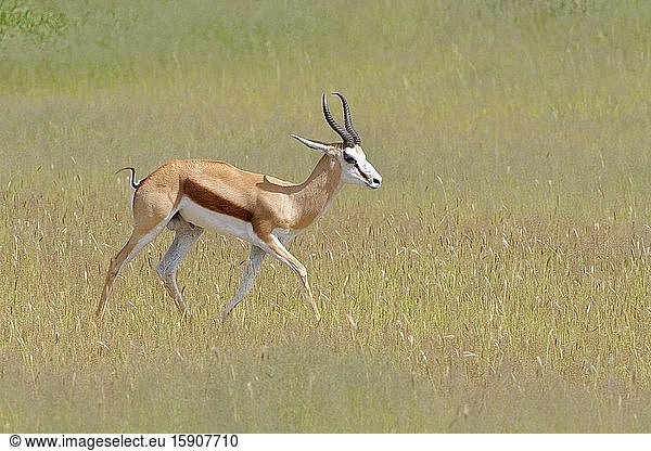 Springbok (Antidorcas marsupialis)  adult male  walking in the high grass  Kgalagadi Transfrontier Park  Northern Cape  South Africa  Africa.