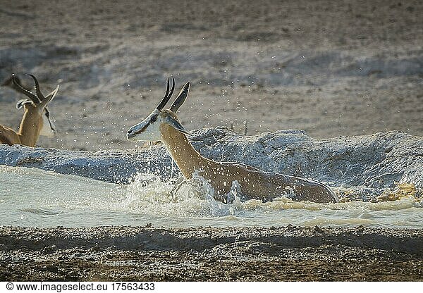 Springbok (Antidorcas marsupialis)  female leaving a waterhole  Etosha National Park  Namibia  Africa