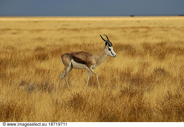 Springbok (Antidorcas marsupialis) in Etosha Pan  Etosha National Park  Kunene Region  Namibia