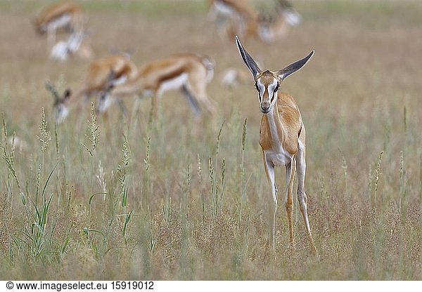 Springbok (Antidorcas marsupialis)  young  standing in the high grass  alert  Kgalagadi Transfrontier Park  Northern Cape  South Africa  Africa.