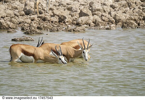 Springboks (Antidorcas marsupialis) drinking at a waterhole. Etosha National Park  Namibia  Africa