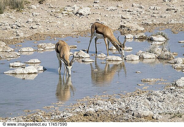 Springboks (Antidorcas marsupialis) drinking at a waterhole. Etosha National Park  Namibia  Africa