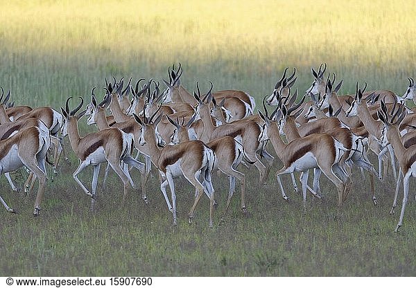 Springboks (Antidorcas marsupialis)  herd  running in the grassy Aob riverbed  Kgalagadi Transfrontier Park  Northern Cape  South Africa  Africa.
