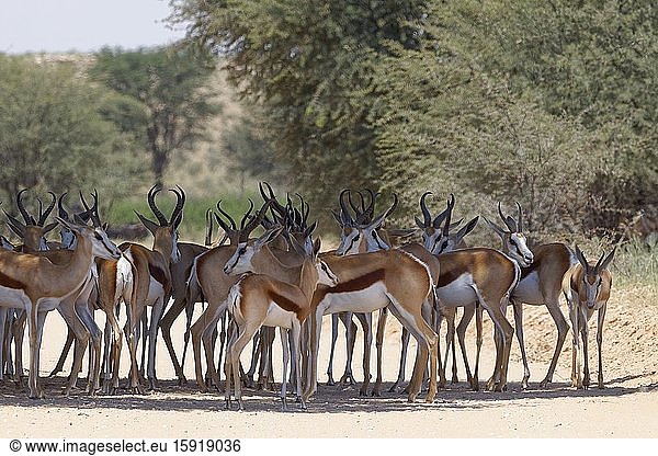 Springboks (Antidorcas marsupialis)  herd  standing in the shade of a tree  on a dirt road  Kgalagadi Transfrontier Park  Northern Cape  South Africa  Africa.