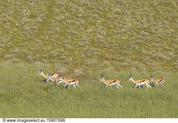 Springboks (Antidorcas marsupialis)  herd  walking in the grassy Aob riverbed  Kgalagadi Transfrontier Park  Northern Cape  South Africa  Africa.