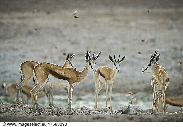 Springboks (Antidorcas marsupialis)  male and female drinking at a waterhole  Etosha National Park  Namibia  Africa