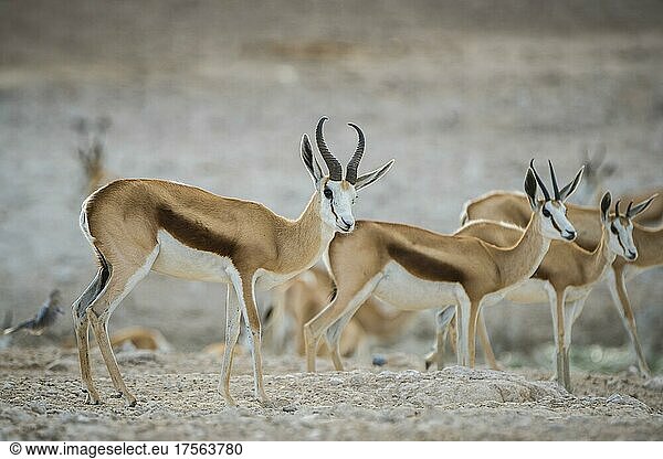 Springboks (Antidorcas marsupialis)  male and female drinking at a waterhole  Etosha National Park  Namibia  Africa
