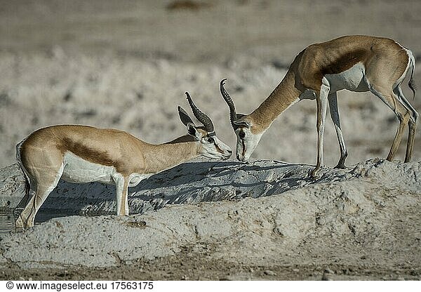 Springboks (Antidorcas marsupialis)  two males at a waterhole  Etosha National Park  Namibia  Africa