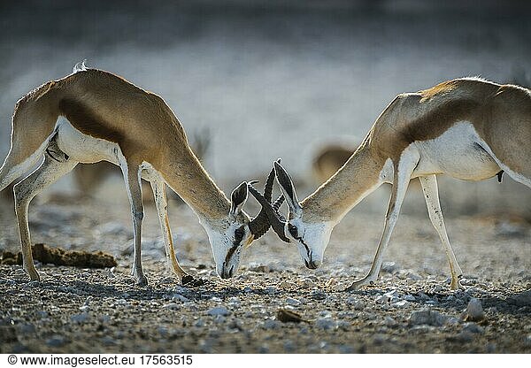 Springboks (Antidorcas marsupialis)  two males fighting  Etosha National Park  Namibia  Africa