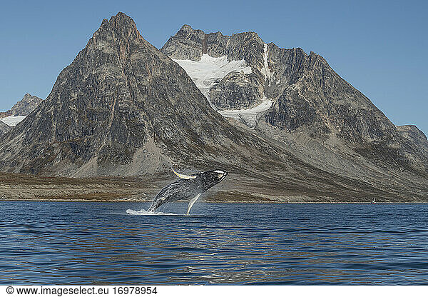Springende Buckelwale (Megaptera novaeangliae) und Berglandschaft  Ostgrönland
