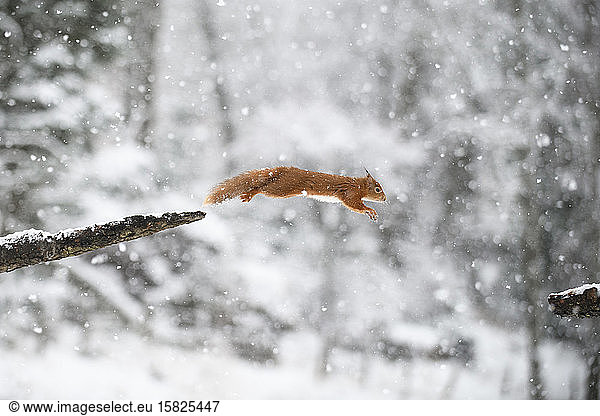 Springendes eurasisches Roteichhörnchen im Winterwald