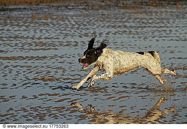 Springer Spaniel läuft am Strand  Walberswick  Suffolk