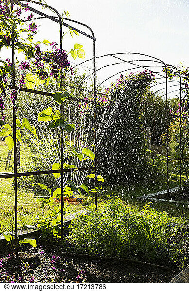 Sprinkler bewässert Pflanzen und Blumen im sonnigen Sommergarten