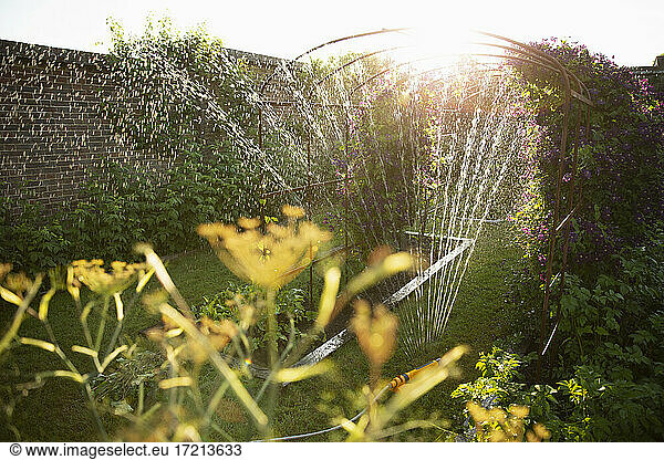Sprinkler watering plants growing in sunny idyllic summer garden