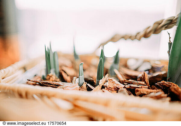 sprouts of daffodils and hyacinths in a special container