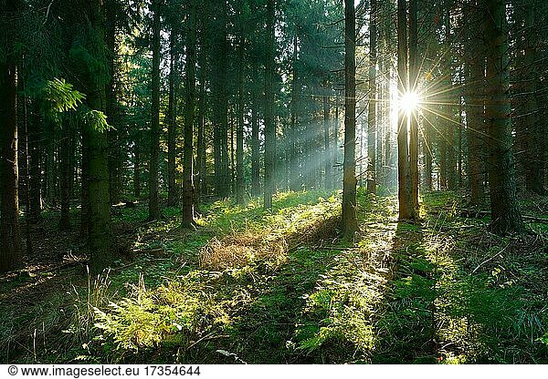 Spruce forest flooded with light  sun shining through fog  Harz mountains  near Wernigerode  Saxony-Anhalt  Germany  Europe