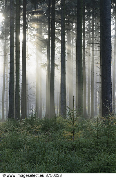 Spruce Forest in Early Morning Mist  Odenwald  Hesse  Germany