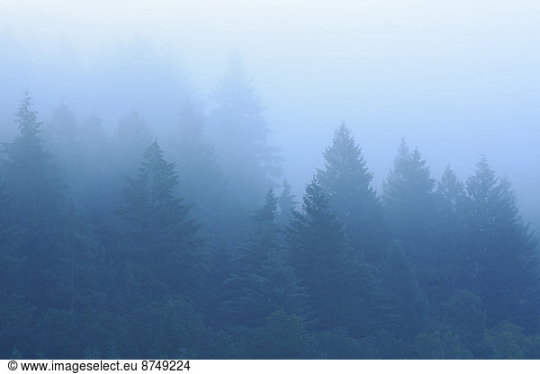 Spruce Forest in Fog  Spessart  Bavaria  Germany
