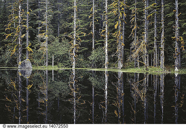 Spruce-hemlock Forest  Alaska