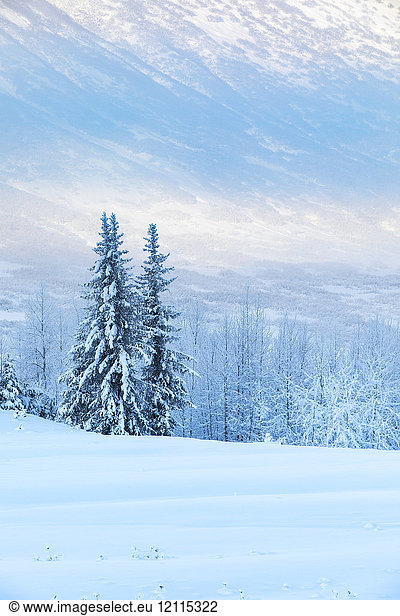 Spruce trees covered in fresh snow stands in front of a birch tree forest blanketed in white snow  the mountainsides of Turnagain Pass looming in the background  Kenai Peninsula  South-central Alaska; Alaska  United States of America