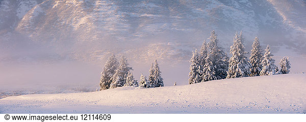 Spruce trees covered in fresh snow with fog and low cloud obscuring the birch tree forest blanketed in snow in the background  the mountainsides of Turnagain Pass bathed in warm light  Kenai Peninsula  South-central Alaska; Alaska  United States of America