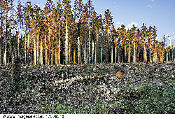 Spruce trees damaged by bark beetle infestation