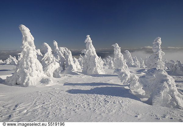 Spruce trees in fog  winter landscape on Brocken mountain  Harz  Saxony-Anhalt  Germany  Europe