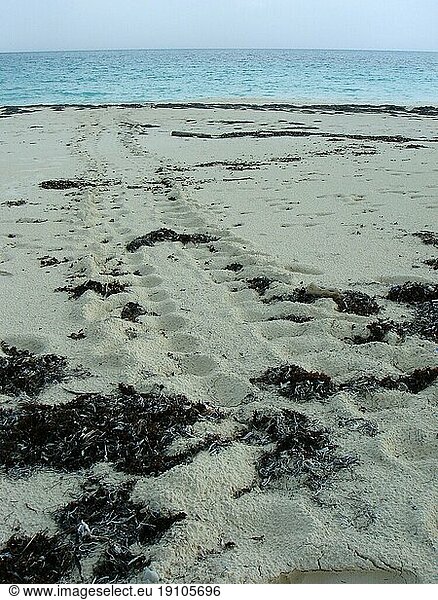 Spur einer Meeresschildkröte  die Nachts ihre Eier am Strand vergraben hat  Cayo Largo Cuba