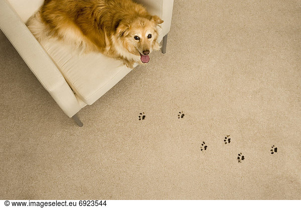 Spur  Hund  Teppichboden  Teppich  Teppiche