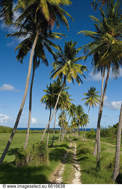 Spur  nahe  Baum  Hügel  Kirsche  Barbados  Palme  Boden  Fußboden  Fußböden  Menschenreihe