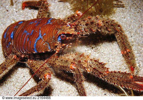 Squat Lobster (Galathea Strigosa). Galicien  Spanien