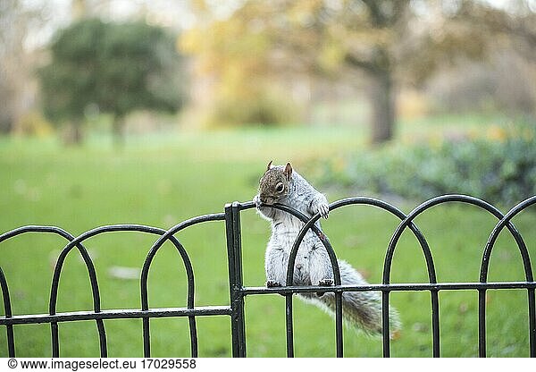 Squirell in St James's Park  City of Westminster Borough  London  England