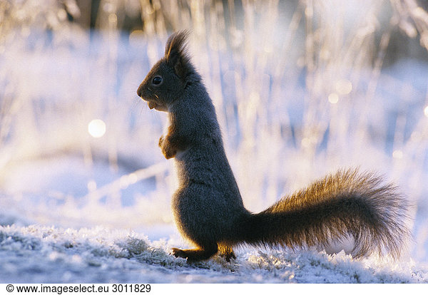 Squirrel.
