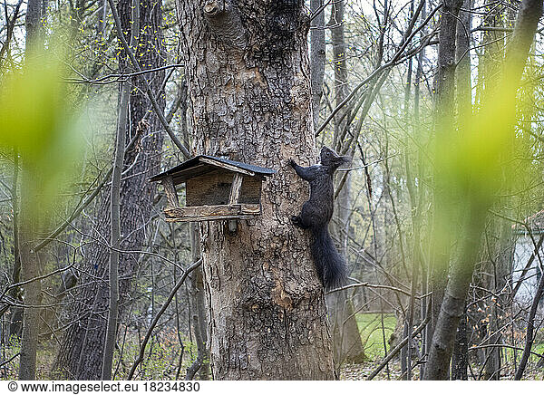 Squirrel grabbing food from birdhouse hanging on tree