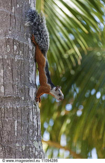 Squirrel on a tree trunk moving down  Samara  Costa Rica