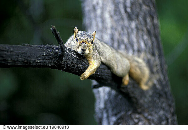 Squirrel relaxes on tree branch  Boulder  Colorado.