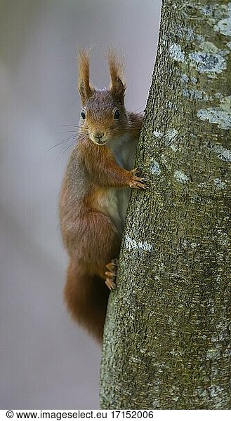 Squirrel (Sciurus vulgaris)  climbing a tree  Swabian Alb Biosphere Reserve  Baden-Württemberg  Germany  Europe