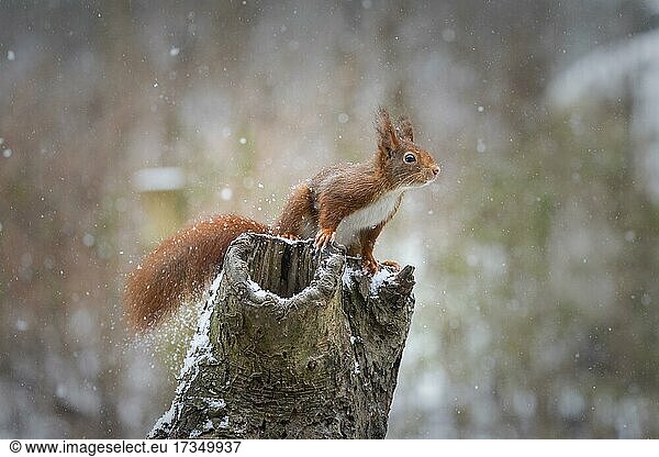 Squirrel sitting on a tree trunk during snowfall (Sciurus vulgaris)  Germany  Europe