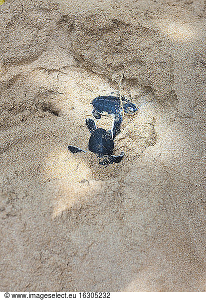 Sri Lanka  Hegalla Piyagama  Kosgoda  Breeding station for sea turtles