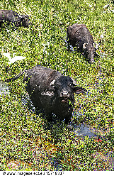 Sri Lanka  Südprovinz  Tangalle  Herde von Wasserbüffeln und Kranichen im Feuchtgebiet