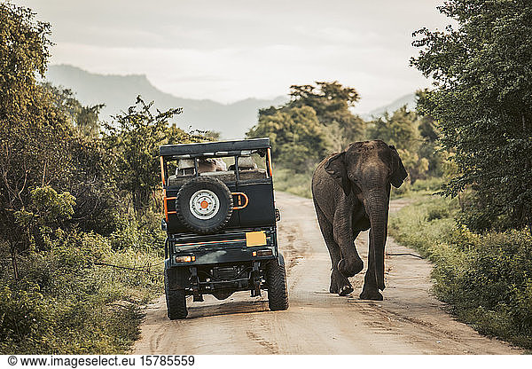 Sri Lanka  Sabaragamuwa-Provinz  Udawalawe  Elefant geht im Udawalawe-Nationalpark am Safari-Auto vorbei