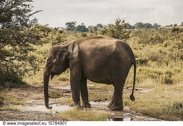 Sri Lanka  Sabaragamuwa-Provinz  Udawalawe  Elefant trinkt aus einer Wasserlache im Udawalawe-Nationalpark